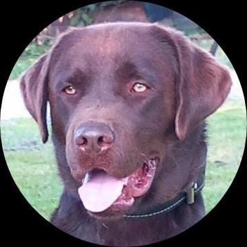 Labrador reu choco bruin LABRADOR Dekreu GROOT beschikbaar voor biedingen