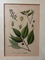 Botanische prent van Celtis australis (Bürgelbaum), Ophalen