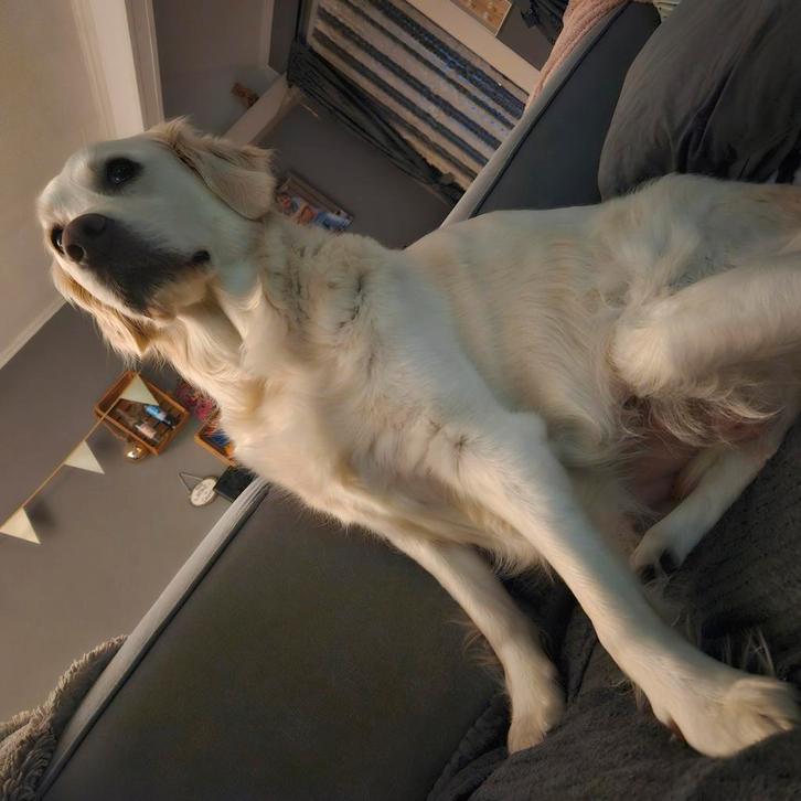 Golden retriever pups verwacht, Dieren en Toebehoren, Honden | Retrievers, Spaniëls en Waterhonden, Meerdere dieren, Overige rassen