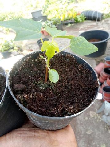 Papaya plant beschikbaar voor biedingen