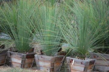 20 x Dasylirion longissimum, Mexicaanse grasboom zaden beschikbaar voor biedingen