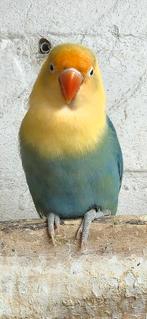 Opaline turquoise split dilute, Dieren en Toebehoren, Vogels | Parkieten en Papegaaien, Geslacht onbekend, Dwergpapegaai of Agapornis