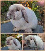 Prachtig en super lief jong minilop rammetje siam kleur, Dieren en Toebehoren, Konijnen, Mannelijk, Dwerg