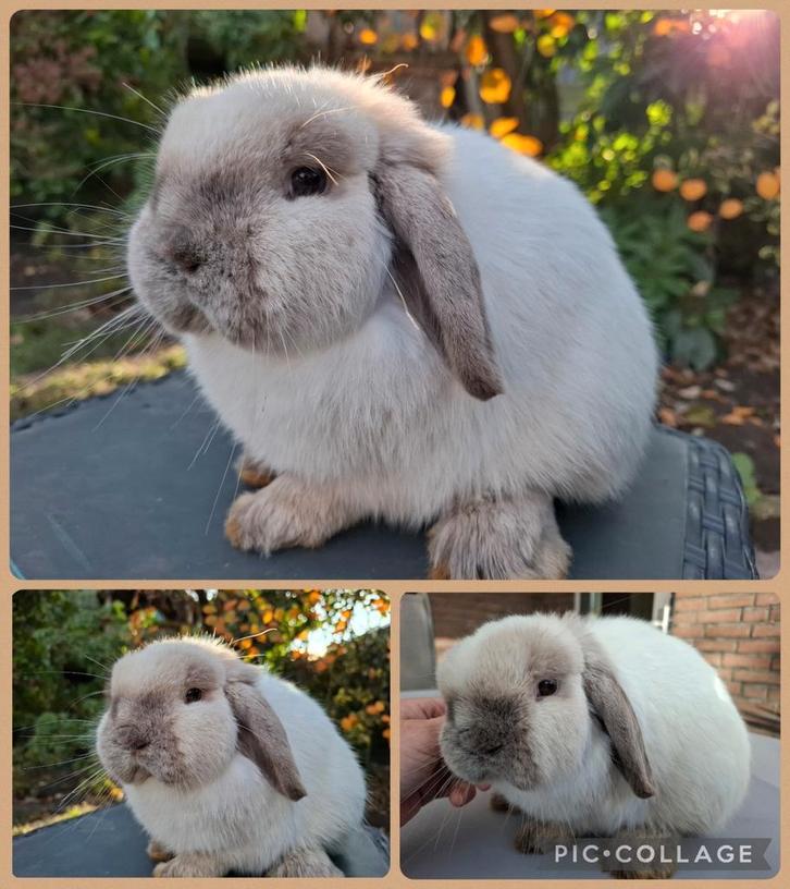 Prachtig en super lief jong minilop rammetje siam kleur, Dieren en Toebehoren, Konijnen, Dwerg, Mannelijk