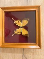 Opgezette vlinder uit Madagaskar vintage, Ophalen of Verzenden, Zo goed als nieuw, Insect, Opgezet dier