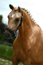 Mooie New Forest ruin C pony, Dieren en Toebehoren, Ruin, Zadelmak, 3 tot 6 jaar, D pony (1.37m tot 1.48m)