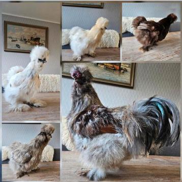 Broedeieren van onze usa zijdehoenders  beschikbaar voor biedingen