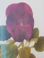 Mooie oude ingelijste prent uit Engeland met een viool., Antiek en Kunst, Ophalen of Verzenden