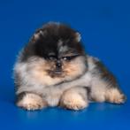 Pomeriaan | Pomeranian | Puppy | Teefje | Stamboom | Beertje, Dieren en Toebehoren, Honden | Poolhonden, Keeshonden en Oertypen