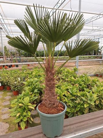 Trachycarpus Wagnerianus 1.50 mtr beschikbaar voor biedingen