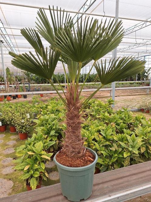 Trachycarpus Wagnerianus 1.50 mtr, Tuin en Terras, Planten | Tuinplanten, Overige soorten, Volle zon, Zomer, Ophalen