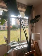 Paradijs vogel plant, Huis en Inrichting, Kamerplanten, Ophalen, Overige soorten