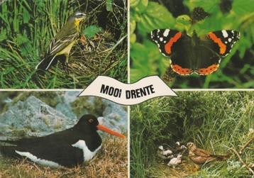 DRENTHE Vogels Vlinder  beschikbaar voor biedingen