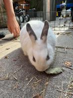 Jong konijntje, Dieren en Toebehoren, Konijnen, Geslacht onbekend, Klein, 0 tot 2 jaar
