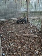 parelhoenders, Meerdere dieren, Kip