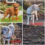 Labrador pups met stamboom, Dieren en Toebehoren, 8 tot 15 weken, Labrador retriever, Meerdere dieren, Eén hond