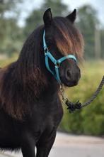 **HELE KNAPPE & MAKKE NSPS SHETLANDER MERRIE**, Dieren en Toebehoren, Pony's, Merrie, 0 tot 2 jaar, A pony (tot 1.17m), Recreatiepony