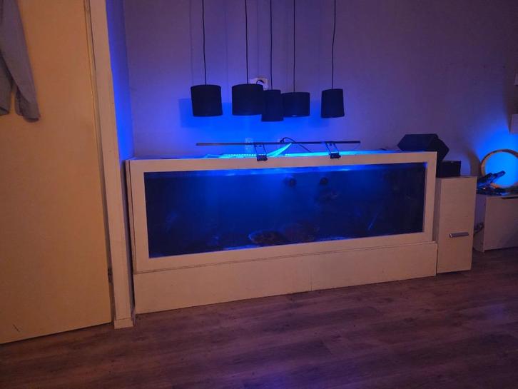 Volledig aquarium. 200 CM., Dieren en Toebehoren, Vissen | Aquariumvissen, Zoetwatervis, Overige typen
