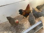 Wyandotte,  Barnevelder,  Seramas,  Sebright, Dieren en Toebehoren, Meerdere dieren, Kip