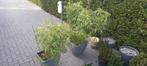2 stuks Fargesia Rufa Niet woekerende Bamboe, Tuin en Terras, Planten | Tuinplanten, Halfschaduw, Vaste plant, Overige soorten