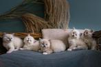 Raszuivere huiselijke Ragdoll kittens, Dieren en Toebehoren, Katten en Kittens | Raskatten | Langhaar, Meerdere dieren, Gechipt