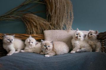 Raszuivere huiselijke Ragdoll kittens beschikbaar voor biedingen