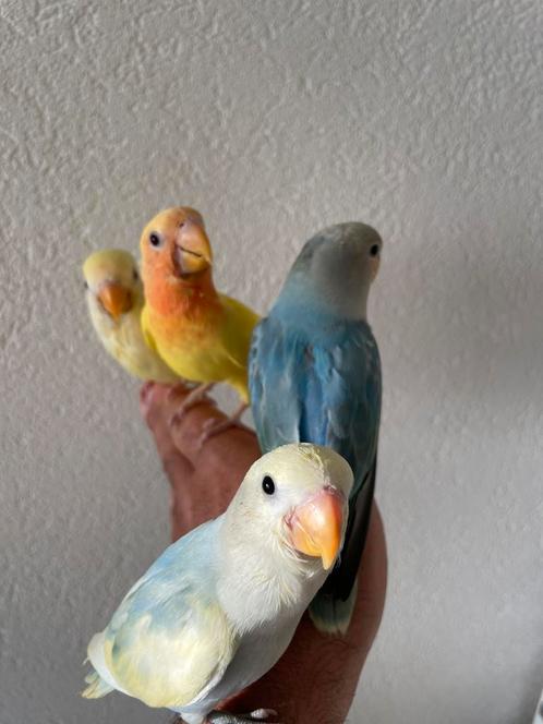 Prachtige Lieve hand Tamme Agapornis Dwergpapegaai D Kleuren, Dieren en Toebehoren, Vogels | Parkieten en Papegaaien, Dwergpapegaai of Agapornis
