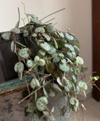 Te koop hangplant String of Hearts, Huis en Inrichting, Kamerplanten, Ophalen of Verzenden, Halfschaduw, Minder dan 100 cm