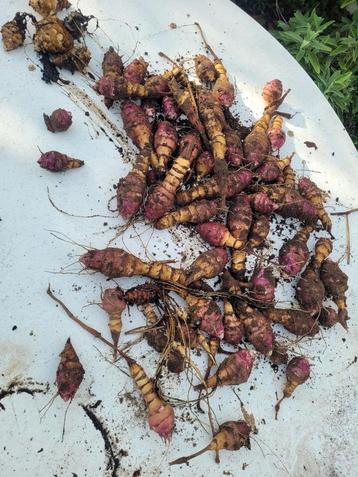 Aardperen aardpeer topinamboer jeruzalemartisjok knolzonnebl beschikbaar voor biedingen