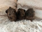 2 jonge cavia’s zoeken een huisje, Dieren en Toebehoren, Cavia, December, Meerdere dieren, Tam