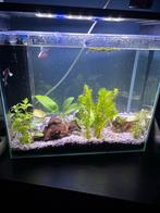 Aquarium, Ophalen, Zo goed als nieuw