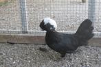 krielkippen   kuifhoender, Dieren en Toebehoren, Pluimvee, Meerdere dieren, Kip