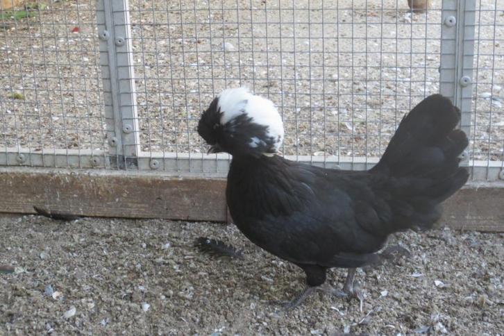 krielkippen   kuifhoender, Dieren en Toebehoren, Pluimvee, Kip, Meerdere dieren