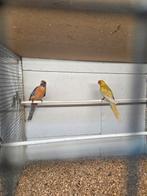 Koppel penanten mutaties, Meerdere dieren, Parkiet