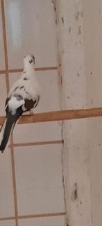 Te koop diamandduiven, Meerdere dieren, Tropenvogel
