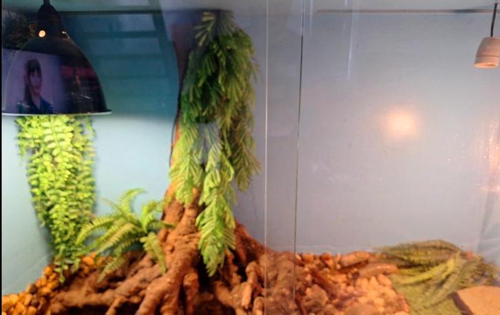 Costum betonplex terrarium met water gedeelte, Dieren en Toebehoren, Reptielen en Amfibieën | Toebehoren, Ophalen of Verzenden