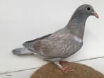 kleurpostduif reduced rubella kras duivin, Dieren en Toebehoren, Vogels | Duiven, Vrouwelijk, Postduif