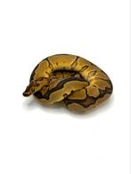 1.0 Goblin blade clown - Python regius, Dieren en Toebehoren, Reptielen en Amfibieën