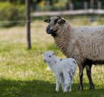 Kameroen ooi (mogelijk drachtig), Dieren en Toebehoren, Schapen, Geiten en Varkens, Schaap, Vrouwelijk, 3 tot 5 jaar