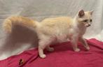 Te koop Ragdoll. +kruising, Dieren en Toebehoren, Katten en Kittens | Raskatten | Langhaar, Meerdere dieren, Ontwormd