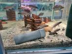 Neolamprologus Cylindricus Tanganyika Cichliden, Dieren en Toebehoren, Vissen | Aquariumvissen, Vis, Zoetwatervis