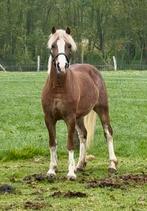 Welsh ponys uit eigen fokkerij te koop, Dieren en Toebehoren, Pony's, 3 tot 6 jaar, Onbeleerd, Meerdere dieren, Recreatiepony