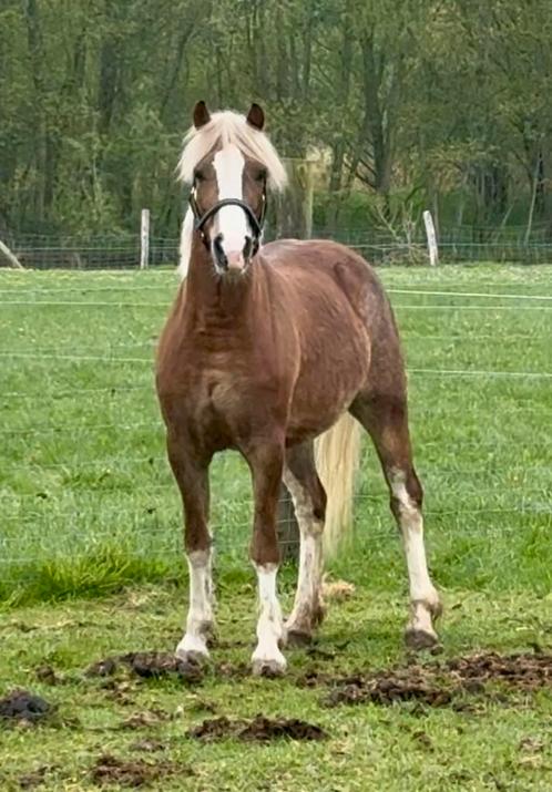 Welsh ponys uit eigen fokkerij te koop, Dieren en Toebehoren, Pony's, Meerdere dieren, Onbeleerd, D pony (1.37m tot 1.48m), Recreatiepony