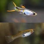 Endler silverado guppen, Dieren en Toebehoren, Vis