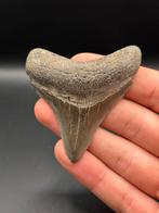 Megalodon haaientand Georgia 7 centimeter, Verzamelen, Mineralen en Fossielen, Ophalen of Verzenden, Fossiel