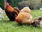Cochin haantje(s), Dieren en Toebehoren, Pluimvee, Mannelijk, Kip