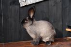 Duitse Reus, Siamees Sable, Dieren en Toebehoren, Konijnen, Mannelijk, Groot, 0 tot 2 jaar