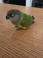 Bonte boer 2012 super tam, Dieren en Toebehoren, Vogels | Parkieten en Papegaaien, Mannelijk, Papegaai, Tam