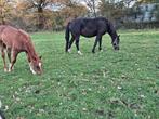 drachtige springmerrie inruil mogelijk, Dieren en Toebehoren, Paarden, Merrie