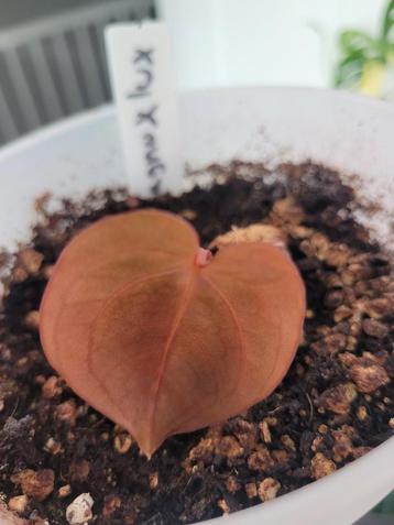 Anthurium luxurians x magnificum stamstek beschikbaar voor biedingen